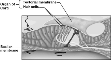 Use the figure below to answer the following question.    -The structure shown in the figure above is found in which one of the following? A)  skin B)  inner ear C)  retina D)  middle ear E)  vestibulocochlear nerve