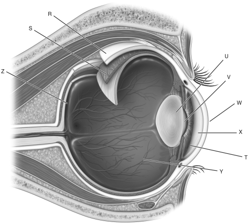   Using the figure above, identify the structures of the eye. A) retina B) sclera C) lens D) aqueous humor E) pupil F) cornea G) choroid H) iris I) vitreous humor 10) Label R represents the ________. 11) Label S represents the ________. 12) Label T represents the ________. 13) Label U represents the ________. 14) Label V represents the ________. 15) Label W represents the ________. 16) Label X represents the ________. 17) Label Y represents the ________. 18) Label Z represents the ________.