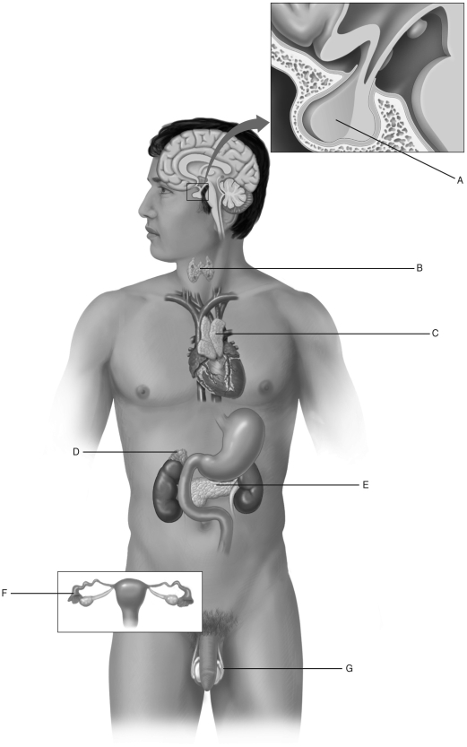 Using the figure above, identify each endocrine gland (A-G). pituitary