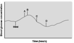 Match each event labeled on the graph with the description of what is occurring in relation to blood glucose levels. pancreas stops secretion of insulin