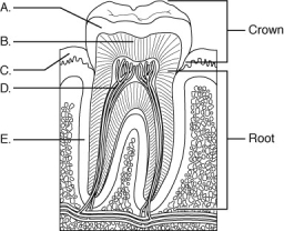 Use the figure below to answer the following questions.    -Which one of the following labeled parts of the tooth is made up of a nonliving compound of phosphate and calcium? A)  A B)  B C)  C D)  D E)  E