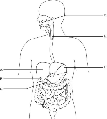    The figure above shows the organs of the digestive system (labeled A-F). Match each organ to its function. -secretes bicarbonate and digestive enzymes into small intestine