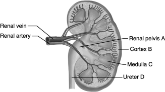   -Using the figure above, identify in which one of the following locations a nephron would be found. A)  A B)  B C)  C D)  D E)  B and C
