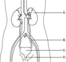Using the letter choices on the figure above, identify the organs of the urinary system. location of nephrons, which filter blood to remove wastes and retain essential solutes