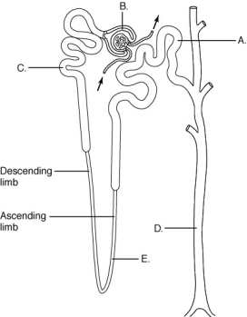    Using the letters on the figure above, identify the sections of the nephron. -passes urine to ureter
