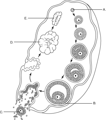 Use the figure below to answer the following question.    -Which one of the following stages in the figure above occurs due to a surge of LH midway through the ovarian cycle? A)  A B)  B C)  C D)  D E)  E
