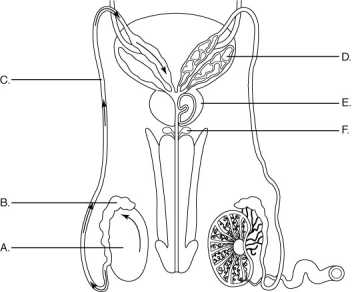    Using the figure above, match each organ (A-F) to its description. -structure that transports sperm to the ejaculatory duct; sperm are stored here until ejaculation