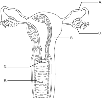    Using the figure above, identify the organs of the female reproductive system. -The ovary is indicated by letter ________.