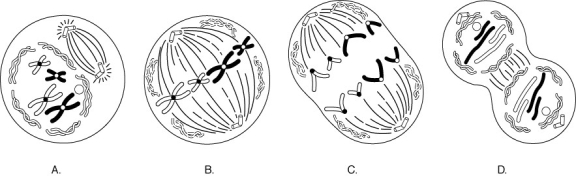 Match each stage of mitosis (lettered A-D) to the appropriate diagram in the figure above. anaphase