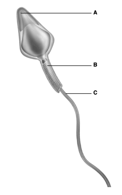  -The figure above shows a human sperm. Which part of the sperm contains the most mitochondria for generating ATP? A)  A B)  B C)  C D)  A and B E)  B and C