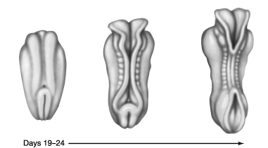   -The figure above shows the development of the human embryo during days 19-24. Which of the following organs forms from the ectodermal folds of the embryo? A)  stomach and small intestine B)  kidneys, ureters, and bladder C)  heart D)  liver E)  brain and spinal cord