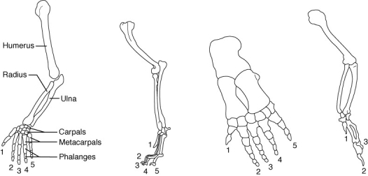   -The figure above shows the skeletal structure of the forelimbs of several vertebrates. Because these skeletal elements are similar in form and are believed to have evolved from a common ancestral structure, they are said to be A)  analogous B)  heterologous C)  vestigial D)  homologous E)  nonfunctional