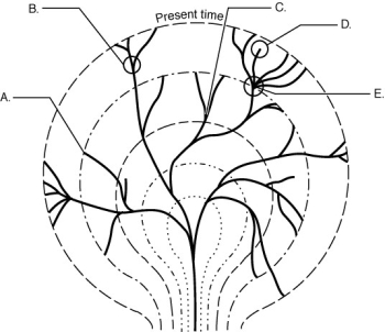   -The figure above shows an evolutionary tree. At which of the following locations does this map indicate extinction? A)  A and D B)  B and C C)  C and D D)  D and E E)  B, C, and E