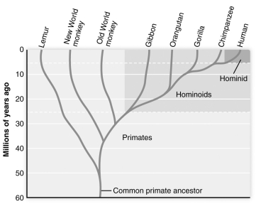   -Based on the figure above, which one of the following groups is most closely related to humans? A)  gorillas B)  Old World monkeys C)  orangutans D)  chimpanzees E)  New World monkeys