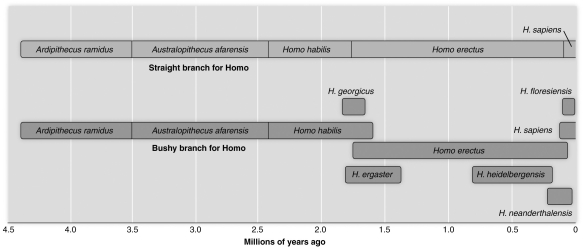   -Based on the figure above, which one of the following appears to be in the direct ancestral path of modern humans? A)  Homo heidelbergensis B)  Australopithecus afarensis C)  Homo ergaster D)  Homo neanderthalensis E)  Homo floresiensis