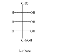 Draw the structure of alpha-D-ribofuranose.The Fischer projection for D-ribose is shown.  