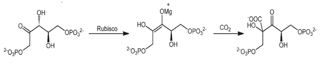 The following reaction sequence is part of a very important biosynthetic process related to the synthesis of biomass.What is this process?  