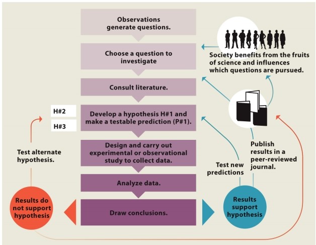  Infographic 2.3.   -Refer to Infographic 2.3. What are the possible outcomes after analyzing the data in the scientific method? 