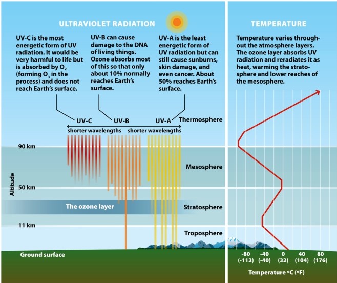  Infographic 2.1.   -Refer to Infographic 2.1. Why is it that the least energetic form of ultraviolet light, UV-A, causes sunburns and skin damage but the most energetic form, UV-C, is of no concern whatsoever? A)  Water vapor in the air filters all but UV-A. B)  CFCs in the air filter all but UV-A. C)  Radiation from the sun is mostly UV-A. D)  UV-A radiation passes through the atmosphere easily, UV-B is absorbed by the stratospheric ozone layer, and UV-C is absorbed by oxygen, O₂. E)  NOx reacts with UV-B and UV-C.