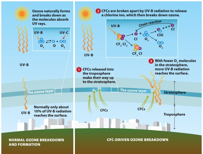 Infographic 2.5.   -Refer to Infographic 2.5. Explain chemically how CFCs in the stratosphere are damaging the ozone layer. 