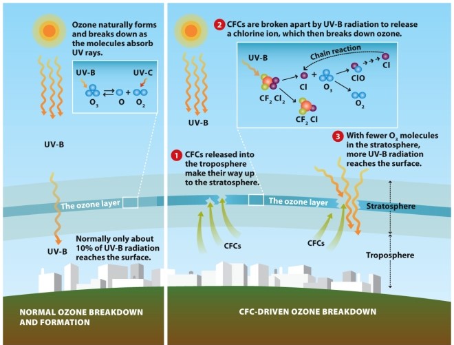  Infographic 2.5.   -Refer to Infographic 2.5. Does an increase or decrease in the concentration of chlorine monoxide (ClO) in the stratosphere support Solomon's hypothesis that free chlorine molecules (Cl₂) from CFCs would break up into chlorine atoms that destroy ozone? 