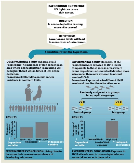  Infographic 2.6.    -Refer to Infographic 2.6. Which study depicted in the infographic provides stronger support for the stated hypothesis? Briefly explain why. 