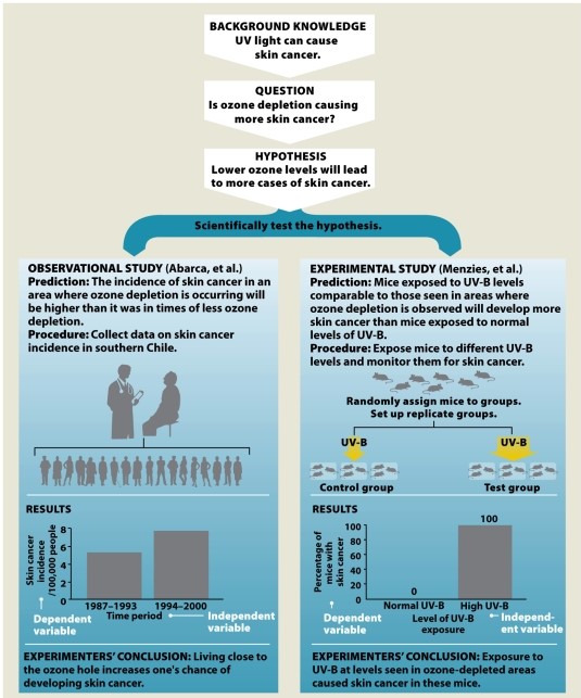  Infographic 2.6.   -Refer to Infographic 2.6. In Menzies et al., what is the independent variable? What is the dependent variable? List as many qualities as possible that should be the same between mice in the two groups (control and test groups). Ideally, what should be the only difference between the two groups of mice? 