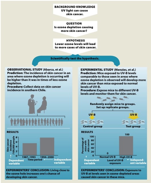  Infographic 2.6   -Refer to Infographic 2.6 In the observational study (Abarca et al.), explain why the time period is the independent variable and the incidence of skin cancer is the dependent variable. 