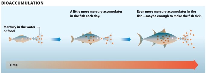  Infographic 3.2.     Refer to Infographic 3.2. What is biomagnification? Use the figure to explain how predatory fish higher on the food chain are more likely to suffer health problems compared to organisms lower on the food chain. <div style=padding-top: 35px> 