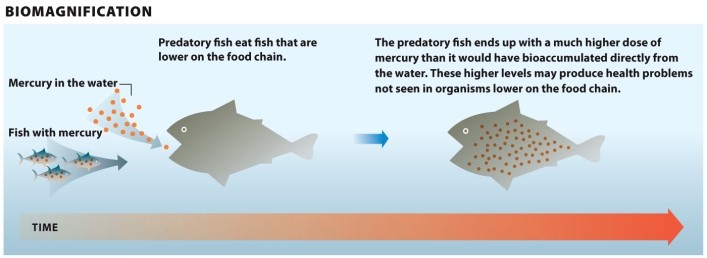  Infographic 3.2.     Refer to Infographic 3.2. What is biomagnification? Use the figure to explain how predatory fish higher on the food chain are more likely to suffer health problems compared to organisms lower on the food chain. <div style=padding-top: 35px> 