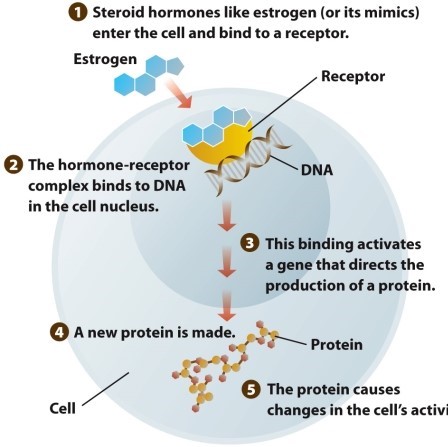 <strong>Infographic 3.5   Refer to Infographic 3.5. How do steroid hormones and their mimics do their work?</strong> A) They change the cell membrane, thus allowing foreign chemicals to enter and damage the cell. B) They enter the membrane, bind to a receptor, and activate a gene causing the production of a protein. C) They enter a cell and directly cause proteins to be formed. D) They bind to a receptor on the cell membrane, causing a messenger to change the cell's metabolism. E) They alter the DNA of the cell, causing changes in the structures of the proteins being made by the cell. <div style=padding-top: 35px> 
