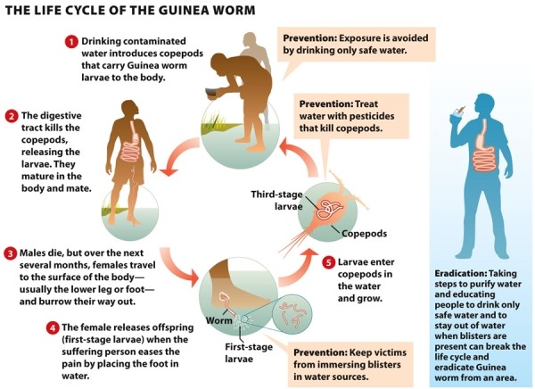 Infographic 5.5.   -Refer to Infographic 5.5. Of the prevention methods mentioned in the graphic, which do you think would have the largest impact on Guinea worm disease (GWD) eradication?