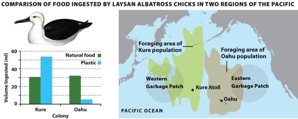   -Refer to Infographic 7.4. Compare the foraging areas for the two populations of Laysan albatross chicks relative to the locations of the garbage patches. This comparison suggests that _________ birds likely eat more plastic because ___________. A)  the Oahu; they have a smaller foraging area B)  the Kure; a large portion of the Western Garbage Patch is in their foraging area C)  the Kure; they have a larger foraging area D)  the Oahu; their actual nesting site is closer to the Eastern Garbage Patch E)  neither the Kure nor the Oahu; they can both avoid foraging in the area of the garbage patches