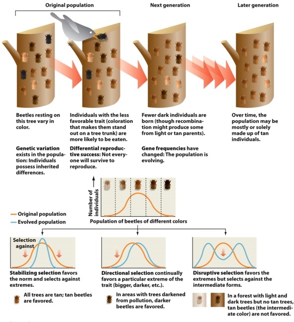  Infographic 11.1.   -Based on the information in Infographic 11.1, come up with an example of natural selection for a population (either real or fictional), and describe which kind of natural selection is at work. Be sure to describe the population in its original state and its evolved state.