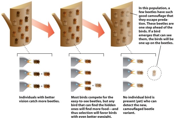 Infographic 11.3  -Refer to Infographic 11.3. A population of grasshopper mice preys upon a population of beetles. The population of beetles contains individuals with an adaptive trait of squirting a noxious fluid that repels the mice. Over time, the majority of beetles in the population will have the genes that provide for that trait. Use the infographic to describe what changes will need to occur in the grasshopper mouse population to counter what has happened in the beetle population. What is this situation an example of?