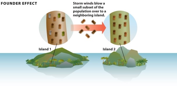 Infographic 11.5.   -Refer to Infographic 11.5. The infographic shows a small, random, group of beetles being blown by storm winds from Island 1 to Island 2, which is a new area. This group is now physically isolated from the original population. How would you describe the population on Island 2 compared with the original population on Island 1? What is this concept called?