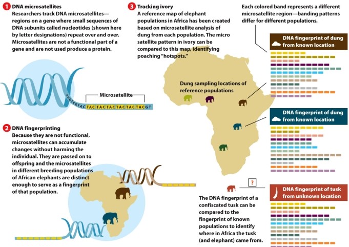 Infographic 13.5.   -Refer to Infographic 13.5. Using the DNA fingerprints, determine from where the unknown tusk was likely to have originated. A)  from the purple elephant population B)  from the brown elephant population C)  from the blue elephant population D)  from the dark green elephant population E)  There are not enough data to determine this.