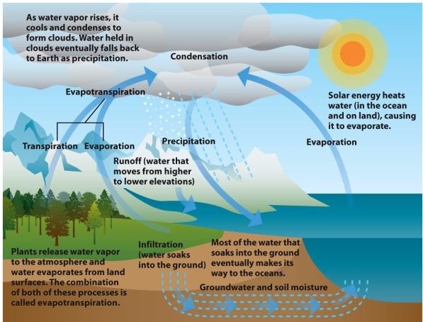  Infographic 14.2.   -Why is deforestation a problem in regards to the Earth's freshwater supply?