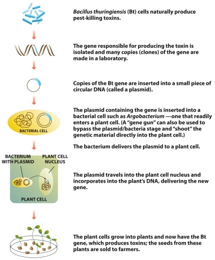 Infographic 16.4.   -Refer to Infographic 16.4. Use the infographic to explain step by step how a gene from Bacillus thuringiensis (Bt) is inserted into a plant. In your own words, describe how this happens and how a bacterial gene can be beneficial to a plant.
