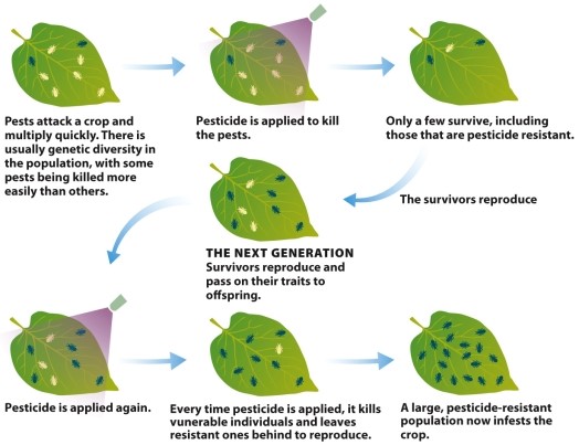 Infographic 17.3.   -Refer to Infographic 17.3. Describe how application of chemical pesticides encourages the emergence of pesticide-resistant pest populations.