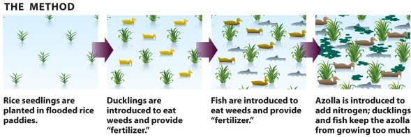 Infographic 17.4.     -Refer to Infographic 17.4. Use the infographic to describe integrated farming at Takao Furuno's duck/rice farm.