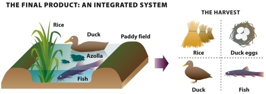 Infographic 17.4.     -Refer to Infographic 17.4. Use the infographic to describe integrated farming at Takao Furuno's duck/rice farm.