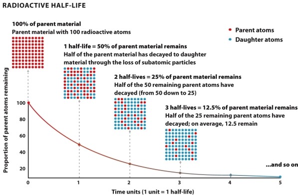 Infographic 22.2.   -Refer to Infographic 22.2. If the half-life of a certain radioactive isotope is 5 years and 100 atoms of parent material exist in the original sample, how many parent atoms will be present in the sample after 10 years? A)  100 B)  75 C)  50 D)  25 E)  0