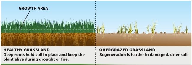 Infographic 27.3.   -Refer to Infographic 27.3. Discuss some scenarios of how the healthy grass in the first picture might begin to look like the overgrazed grass in the second picture.
