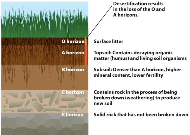 Infographic 27.4.   -Refer to Infographic 27.4. Which soil layer contains the most decaying material and living organisms? A)  B horizon B)  A horizon C)  R horizon D)  C horizon E)  D horizon