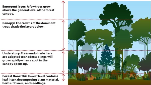 Infographic 28.2.   -Refer to Infographic 28.2. Which of the following would NOT be an effect of a tree falling down in the local forest? A)  Increased sunlight could cause saplings to quickly grow, trying to take its place. B)  More niches would be opened up. C)  Decomposers and scavengers would make a home in the fallen tree. D)  Wildflowers would not bloom. E)  Shade-adapted species might be detrimentally affected.