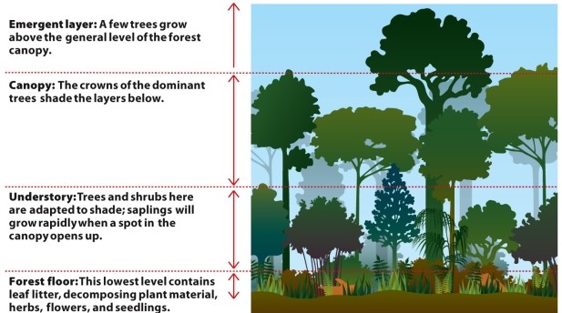  Infographic 28.2.   -Refer to Infographic 28.2. What microclimate exists in the emergent tree layer, and how would this affect the species dwelling there?