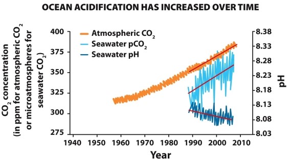 Infographic 29.1   -What is the pH trend in the seawater from the chart shown in Infographic 29.1? A)  The pH trend is not significant. B)  The pH is becoming more acidic. C)  The pH is becoming more basic. D)  There is no trend in the pH. E)  More information is needed to answer the question.