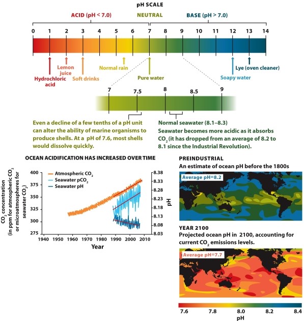 nfographic 29.1.   -Refer to Infographic 29.1. Carbon dioxide emissions have reduced the ocean's pH by about 0.1. Why is this acidification of the ocean a problem?