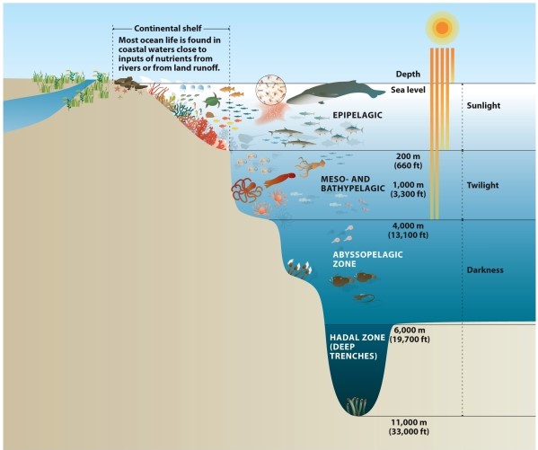 Infographic 29.3.   -Refer to Infographic 29.3. Which ocean zone has the highest rate of photosynthesis? A)  abyssal B)  hadal C)  bathypelagic D)  epipelagic E)  meso